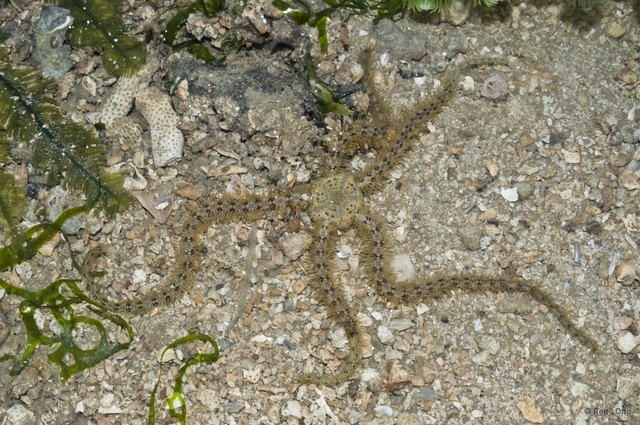 Ophiuroidea sp. "Brittle star 20"•&copy; Rene Ong•All Rights Reserved