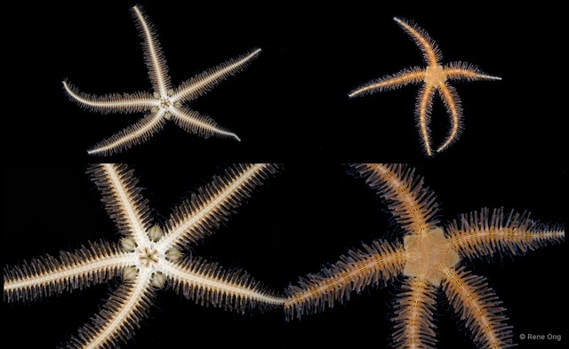 Ophiuroidea sp. "Brittle star 3"•&copy; Rene Ong•All Rights Reserved
