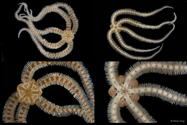Ophiuroidea sp. "Brittle star 4"•&copy; Rene Ong•All Rights Reserved