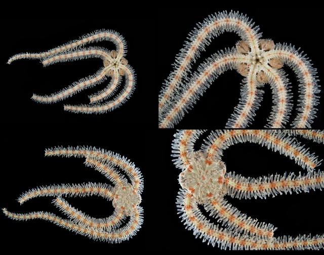 Ophiuroidea sp. "Brittle star 5"•&copy; Rene Ong•All Rights Reserved