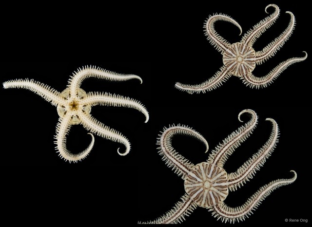 Ophiuroidea sp. "Brittle star 6"•&copy; Rene Ong•All Rights Reserved