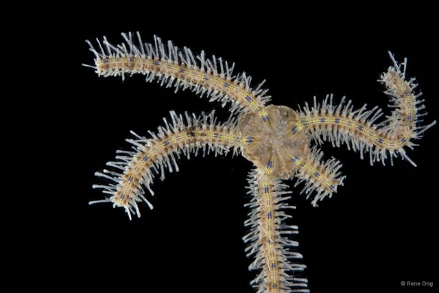 Ophiuroidea sp. "Brittle star 7"•&copy; Rene Ong•All Rights Reserved