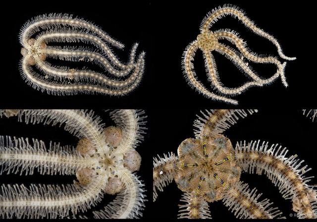 Ophiuroidea sp. "Brittle star 8"•&copy; Rene Ong•All Rights Reserved