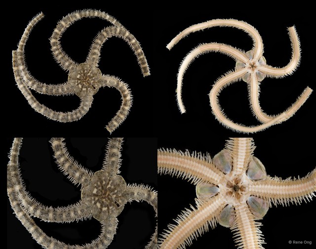 Ophiuroidea sp. "Brittle star 9"•&copy; Rene Ong•All Rights Reserved