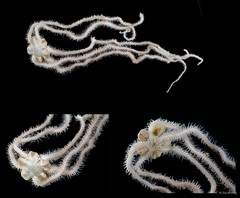 Ophiuroidea sp. "Brittle star SEA-2257"