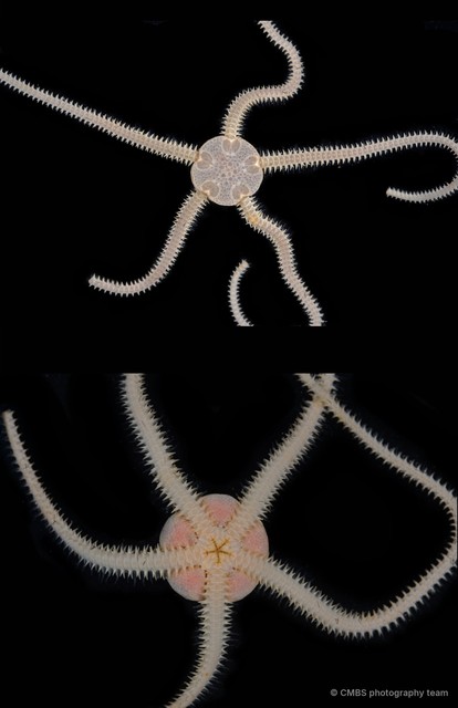 Amphioplus (Lymanella) sp. "cf. laevis"•&copy; CMBS photography team•All Rights Reserved