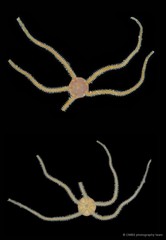 Amphioplus (Lymanella) laevis•&copy; CMBS photography team•All Rights Reserved