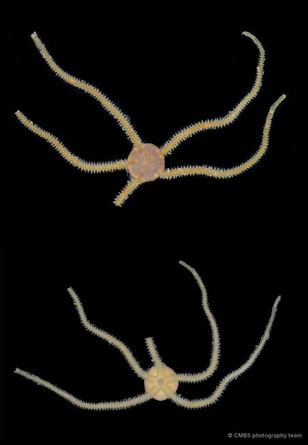 Amphioplus (Lymanella) laevis•&copy; CMBS photography team•All Rights Reserved