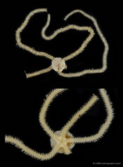 Amphioplus (Amphioplus) lucidus Koehler, 1922