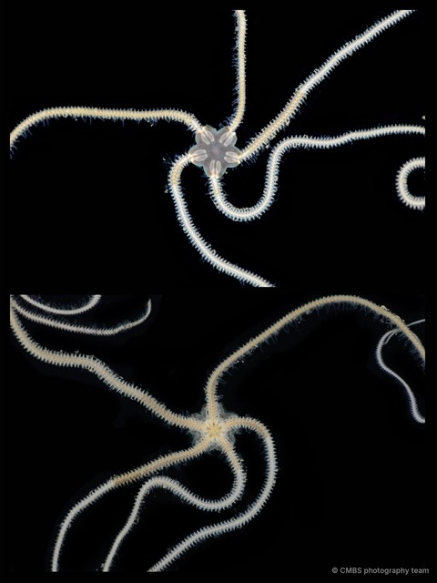 Amphiura sp. "JS-1033"•&copy; CMBS photography team•All Rights Reserved