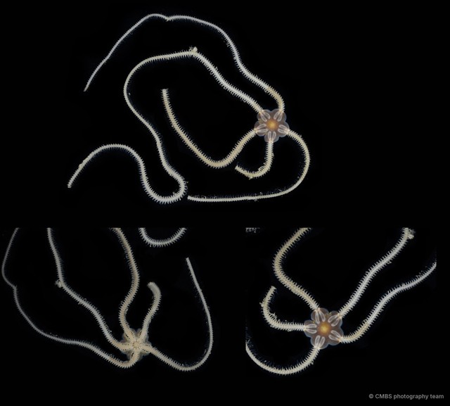 Amphiura sp. "JS-1034"•&copy; CMBS photography team•All Rights Reserved
