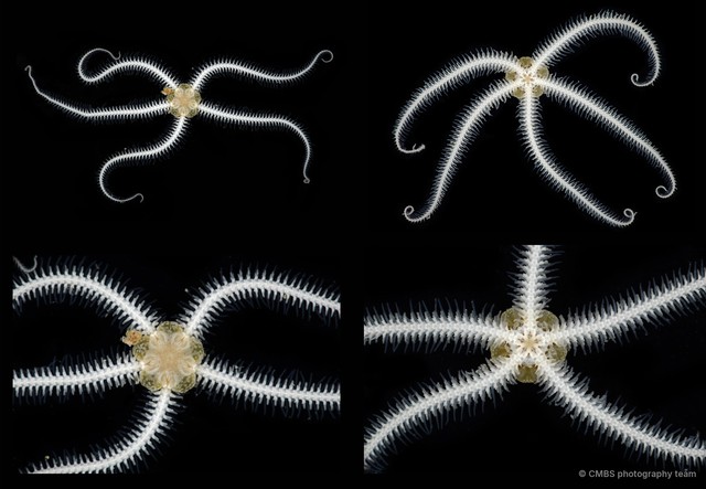 Amphiura sp. "SS-0225"•&copy; CMBS photography team•All Rights Reserved