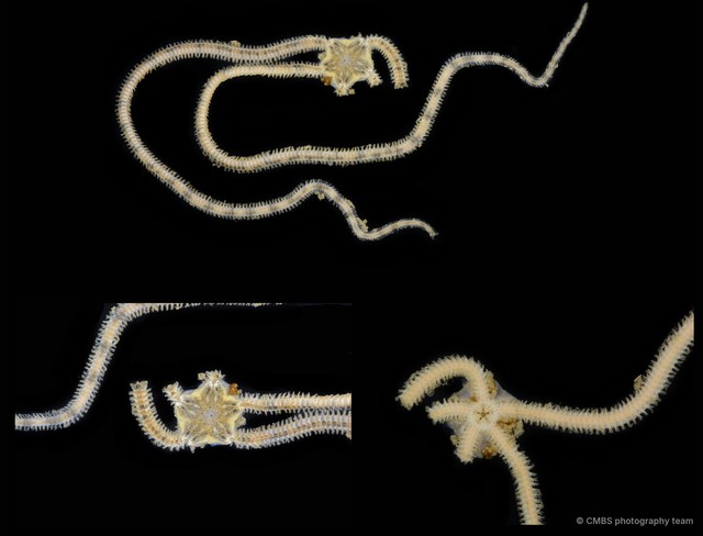 Amphiura instans•&copy; CMBS photography team•All Rights Reserved