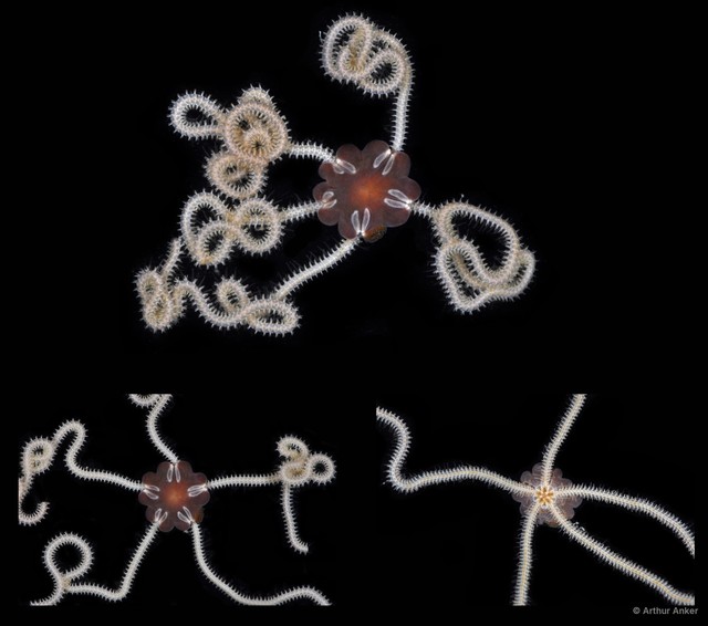 Amphiura (Ophiopeltis) phalerata•&copy; Arthur Anker•All Rights Reserved