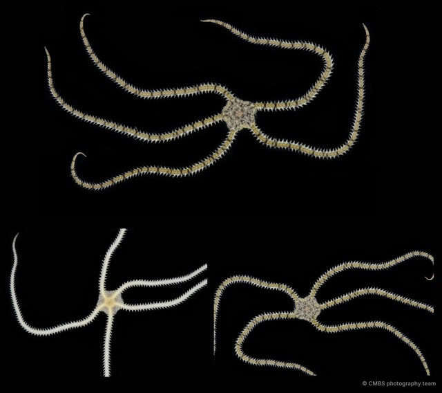 Dougaloplus sp. "JS-0921"•&copy; CMBS photography team•All Rights Reserved