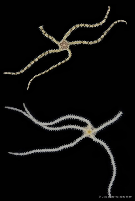 Dougaloplus sp. "JS-0922"•&copy; CMBS photography team•All Rights Reserved