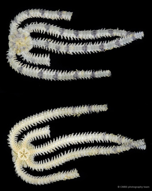 Ophiocentrus sp. "757b19e8"•&copy; CMBS photography team•All Rights Reserved