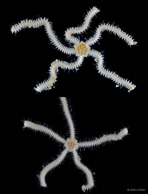 Ophionephthys sp. "JS-0962"•&copy; Arthur Anker•All Rights Reserved