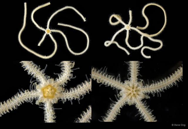 Ophionephthys sp. "SEA-3494"•&copy; Rene Ong•All Rights Reserved