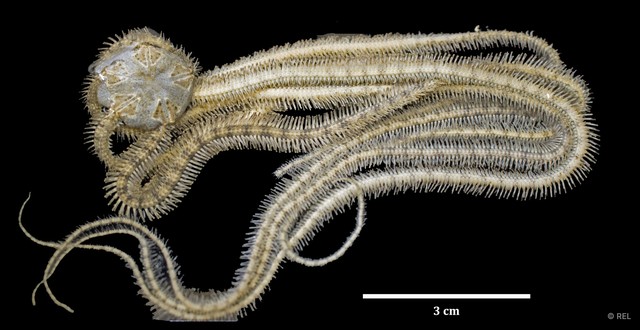 Ophiactidae sp. "IP0148"•&copy; REL•All Rights Reserved