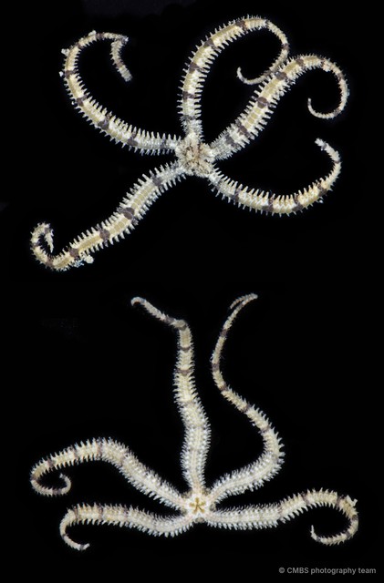Ophiactidae sp. "SS-0481"•&copy; CMBS photography team•All Rights Reserved