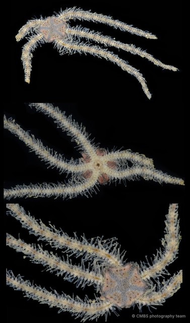 Ophiactis sp. "757b19e5"•&copy; CMBS photography team•All Rights Reserved