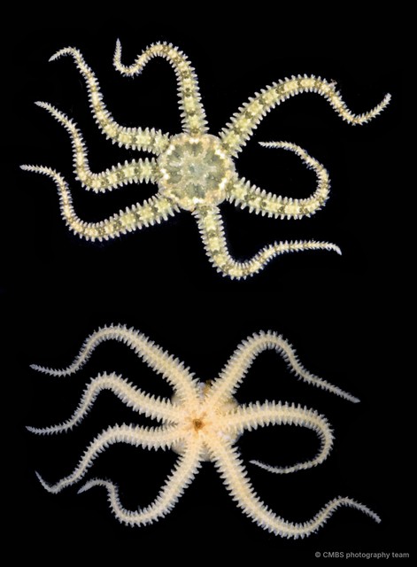 Ophiactis sp. "cf. savignyi"•&copy; CMBS photography team•All Rights Reserved