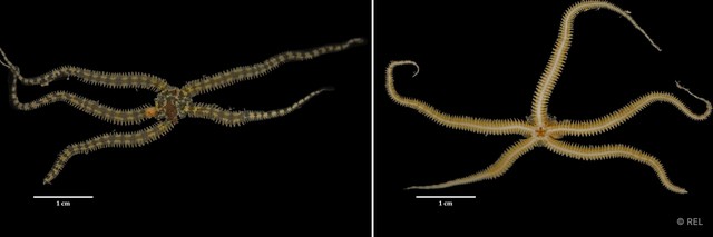 Ophiactis sp. "IP0207"•&copy; REL•All Rights Reserved