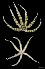 Ophiactis sp. "RF5-011"
