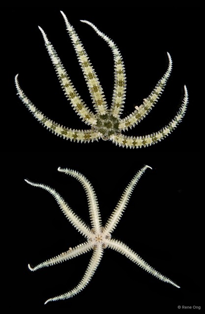 Ophiactis sp. "RF5-011"•&copy; Rene Ong•All Rights Reserved