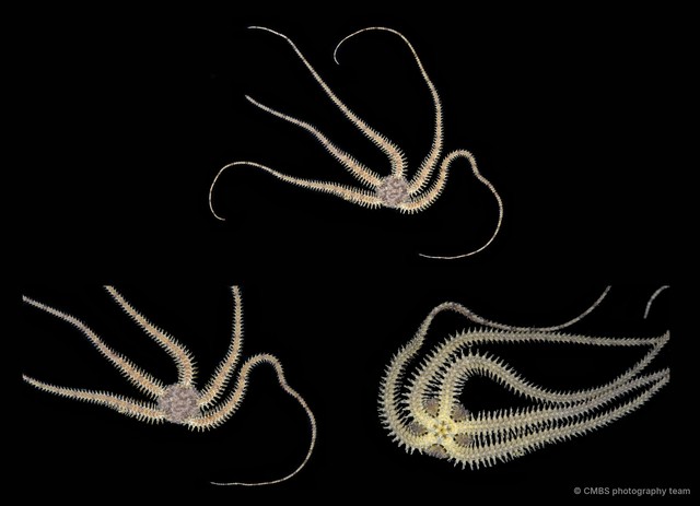 Ophiactis delagoa•&copy; CMBS photography team•All Rights Reserved