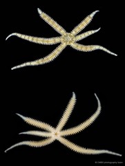Ophiactis savignyi•&copy; CMBS photography team•All Rights Reserved