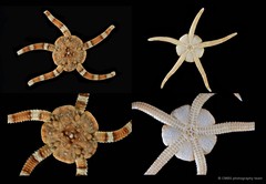 Ophiolepis nodosa•&copy; CMBS photography team•All Rights Reserved