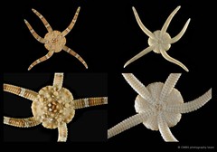 Ophiolepis nodosa•&copy; CMBS photography team•All Rights Reserved