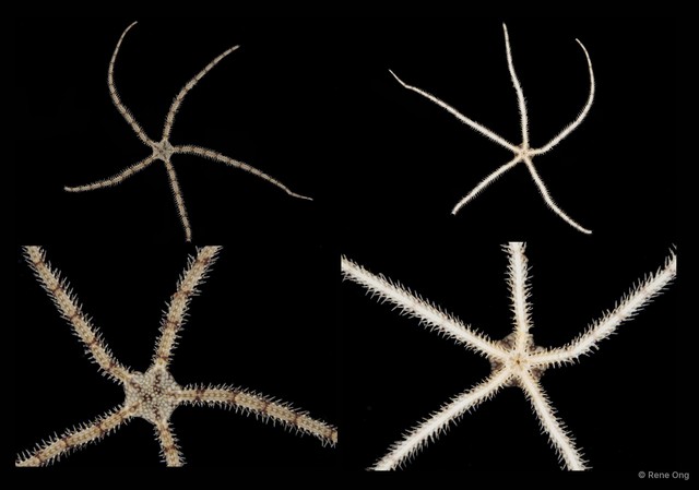 Ophionereis sp. "SEA-0600"•&copy; Rene Ong•All Rights Reserved