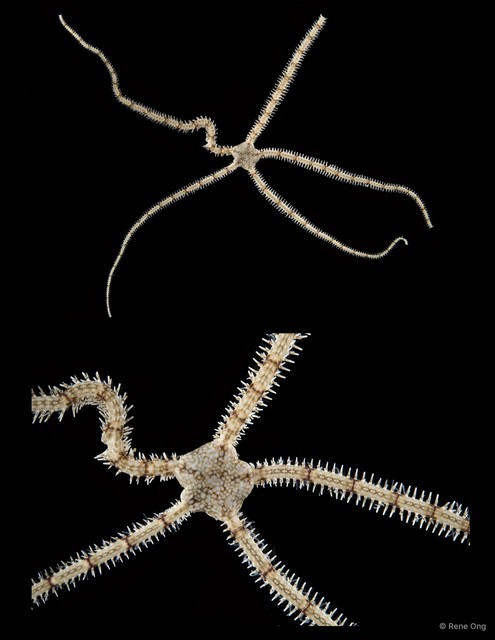 Ophionereis sp. "SEA-1567"•&copy; Rene Ong•All Rights Reserved