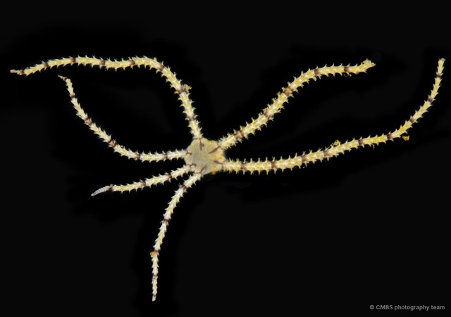 Ophionereis dubia•&copy; CMBS photography team•All Rights Reserved
