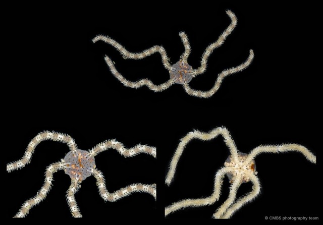 Ophiopsila sp. "JS-0459"•&copy; CMBS photography team•All Rights Reserved
