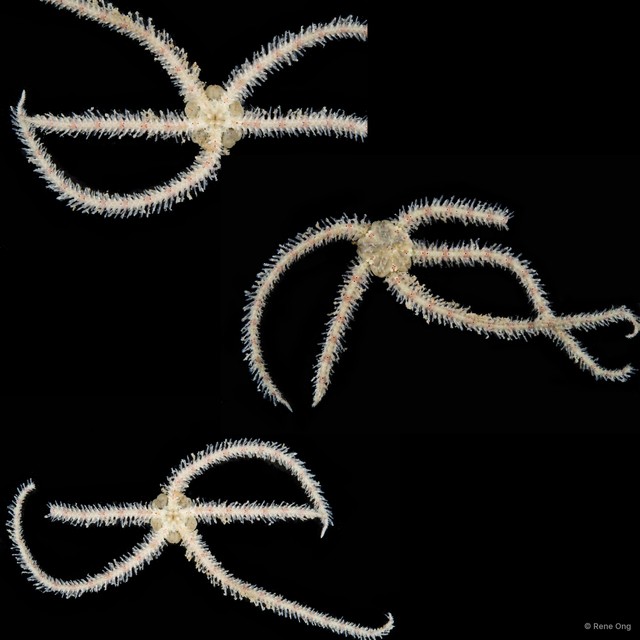 Ophiotrichidae sp. "3"•&copy; Rene Ong•All Rights Reserved