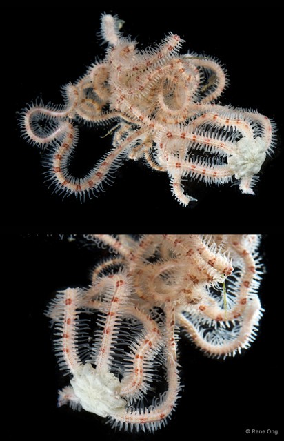 Macrophiothrix sp. "cf. SEA-1005"•&copy; Rene Ong•All Rights Reserved