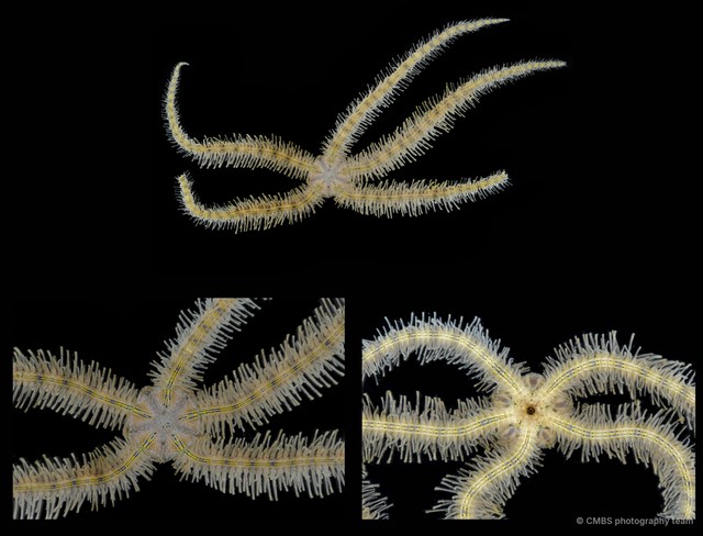 Macrophiothrix sp. "JS-0431"•&copy; CMBS photography team•All Rights Reserved