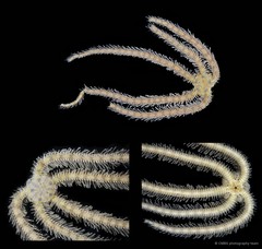 Macrophiothrix sp. "JS-2138"