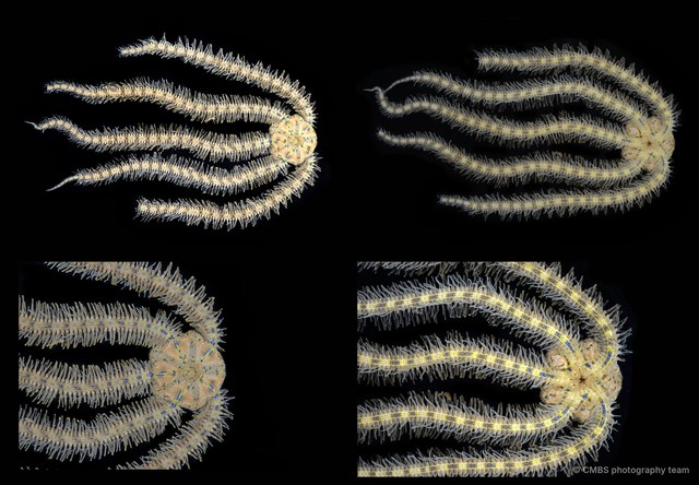 Macrophiothrix sp. "JS-2139"•&copy; CMBS photography team•All Rights Reserved
