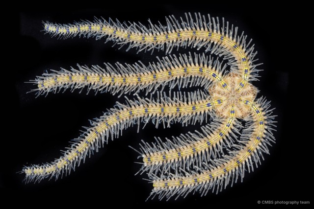 Macrophiothrix sp. "JS-2782"•&copy; CMBS photography team•All Rights Reserved