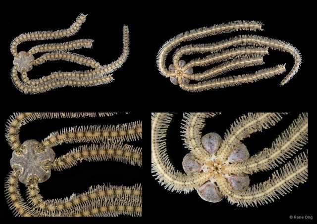Macrophiothrix sp. "SEA-2262"•&copy; Rene Ong•All Rights Reserved