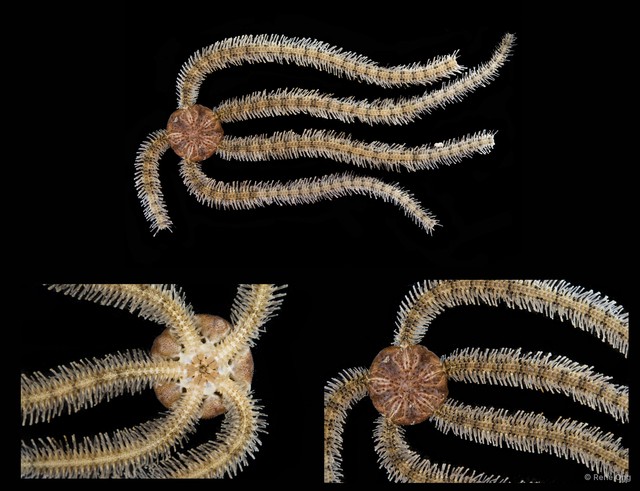 Macrophiothrix sp. "SEA-2265"•&copy; Rene Ong•All Rights Reserved
