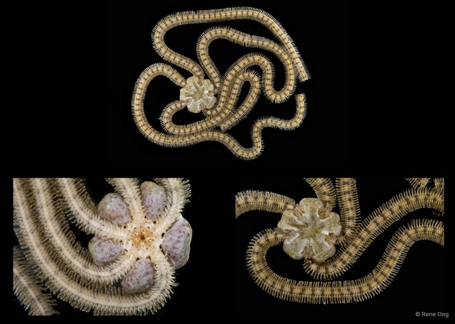 Macrophiothrix sp. "SEA-2622"•&copy; Rene Ong•All Rights Reserved