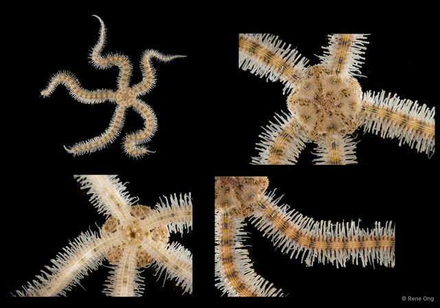 Macrophiothrix sp. "SEA-4396"•&copy; Rene Ong•All Rights Reserved