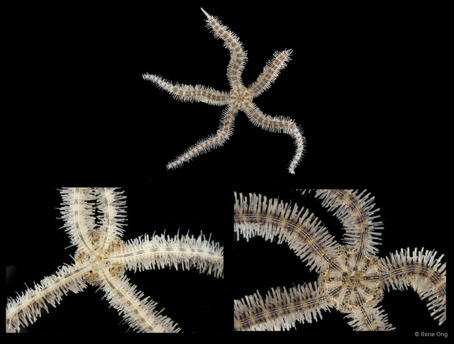 Macrophiothrix sp. "SEA-4406"•&copy; Rene Ong•All Rights Reserved