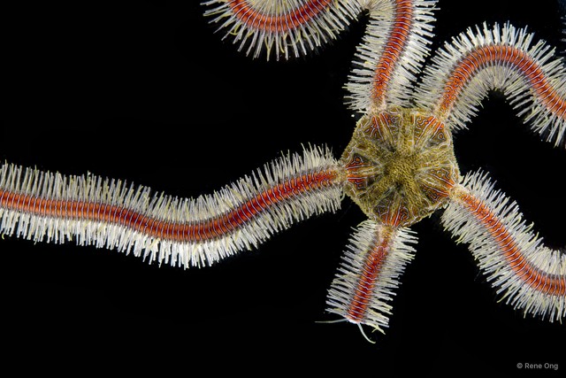 Macrophiothrix sp. "SUB-0766"•&copy; Rene Ong•All Rights Reserved